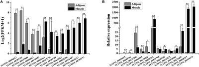 lncSAMM50 Enhances Adipogenic Differentiation of Buffalo Adipocytes With No Effect on Its Host Gene